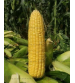 Sweet Corn F1 Shining Star 50 grams